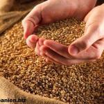 Оптимизирована работа зерновой логистики